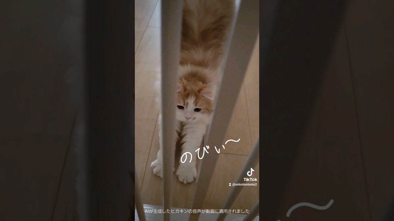 寝起きのお出迎え #ラガマフィン #cat #猫のいる暮らし #shorts