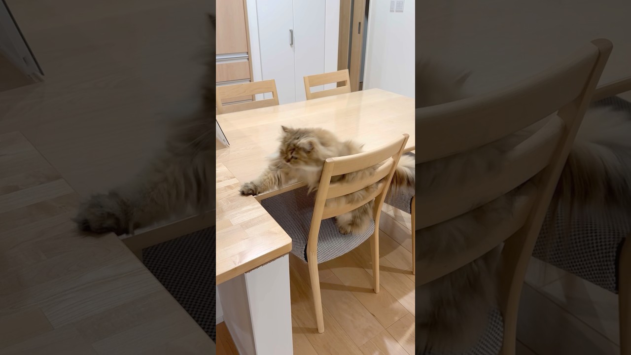 机に向かって奇妙な動きをする猫 【サイベリアン】 #Shorts