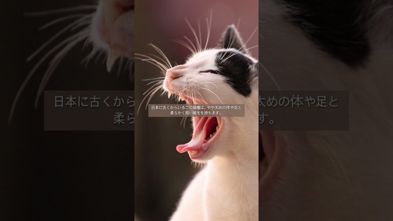 日本猫について　#shorts　ペットリフォームならセラフ榎本　愛犬家住宅　埼玉県　東京都　群馬県　神奈川県