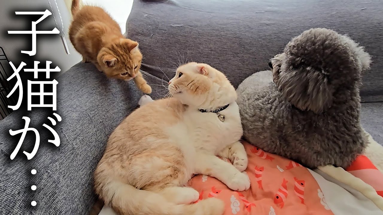 犬と先住猫が一緒に寝てたら嫉妬した子猫がこうなりました...