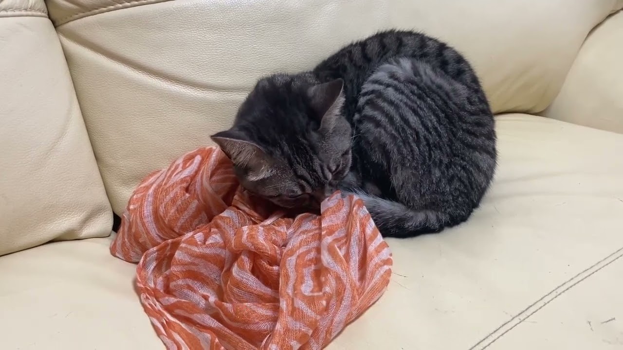 【スカーフに顔を埋める💖スズ】おかえり～が可愛い😍　でもその後😅ちょっと拗ねてるね😼【スズと二人暮らし】