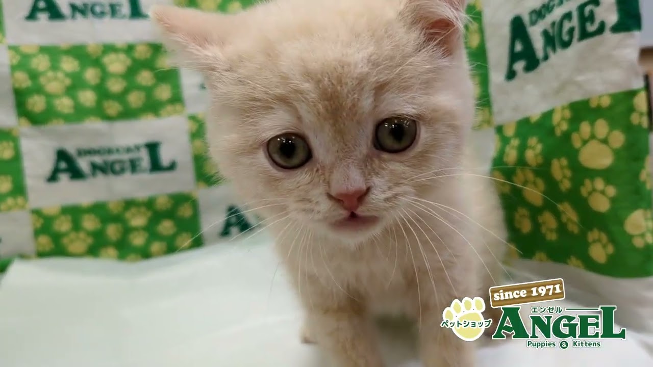 スコティッシュフォールド 2503060 【ペットショップエンゼル　子犬・子猫販売】