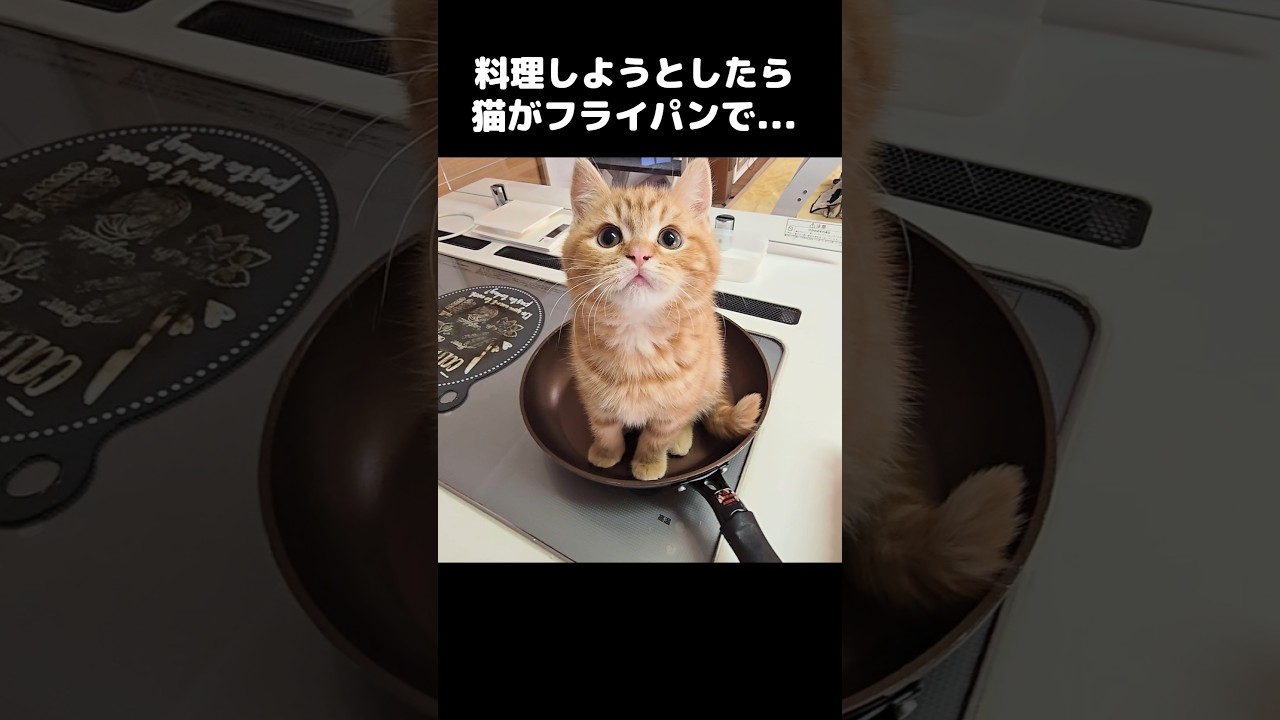 料理しようとしたら子猫がフライパンで踊ってた...笑#shorts