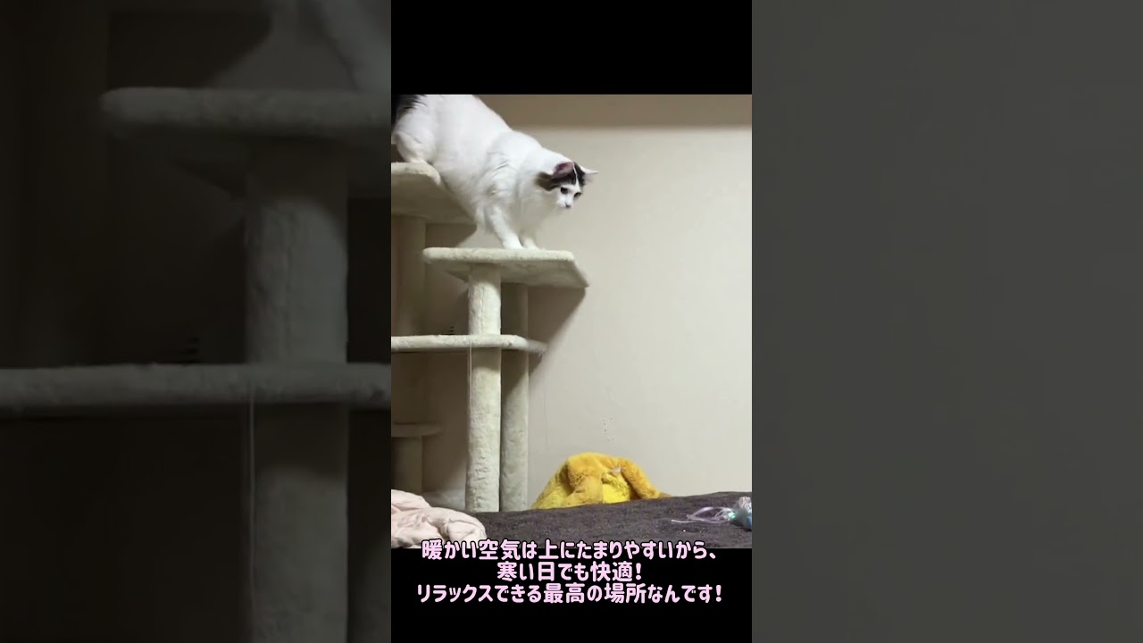 猫はなぜ高いところが好きなのか？#ノルウェージャンフォレストキャット #norwegianforestcat #猫のいる暮らし #cats #cat