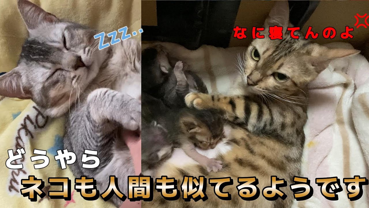 子育て1週間で気づいちゃいました！！ #ねこがいる生活 #ねこずき #親子猫