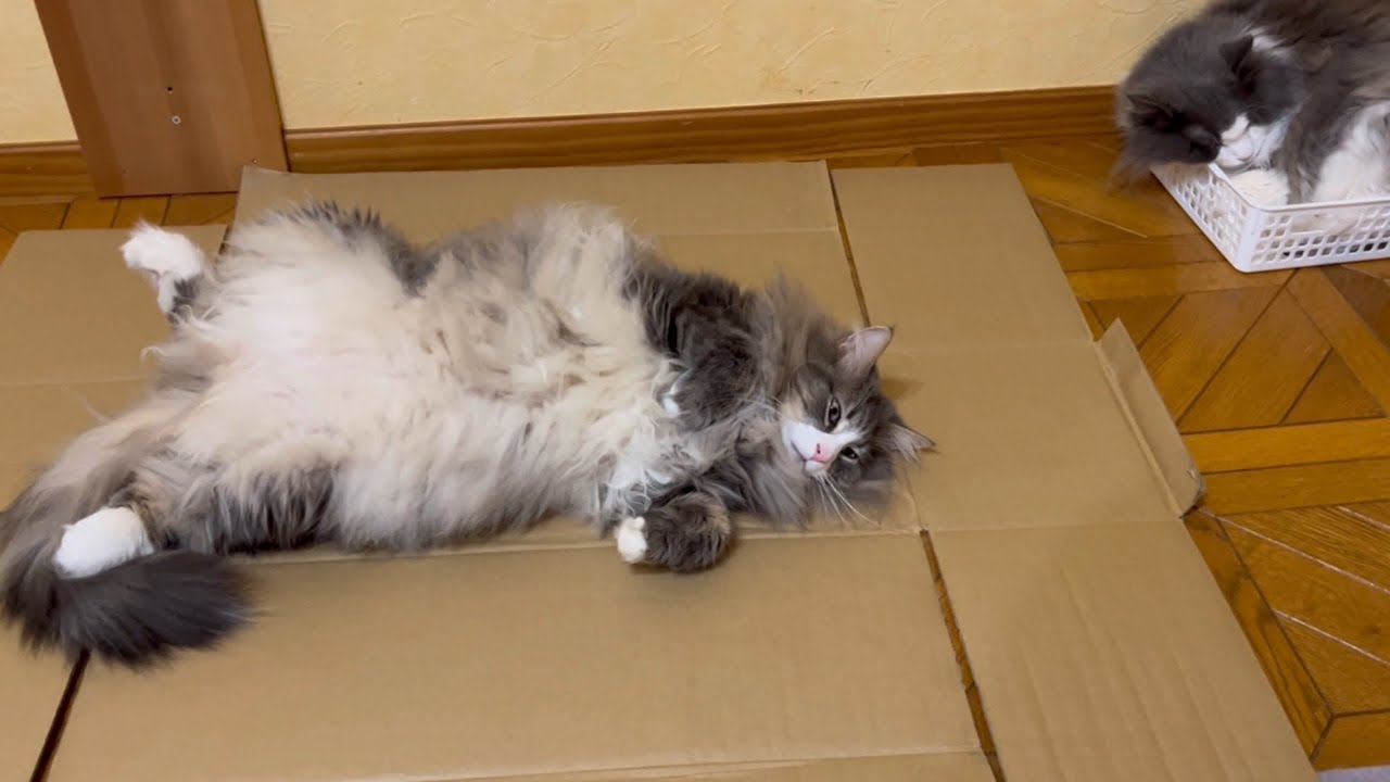 【のんびり】段ボールがベッドになっちゃったもふ猫たちwwwノルウェージャンフォレストキャット