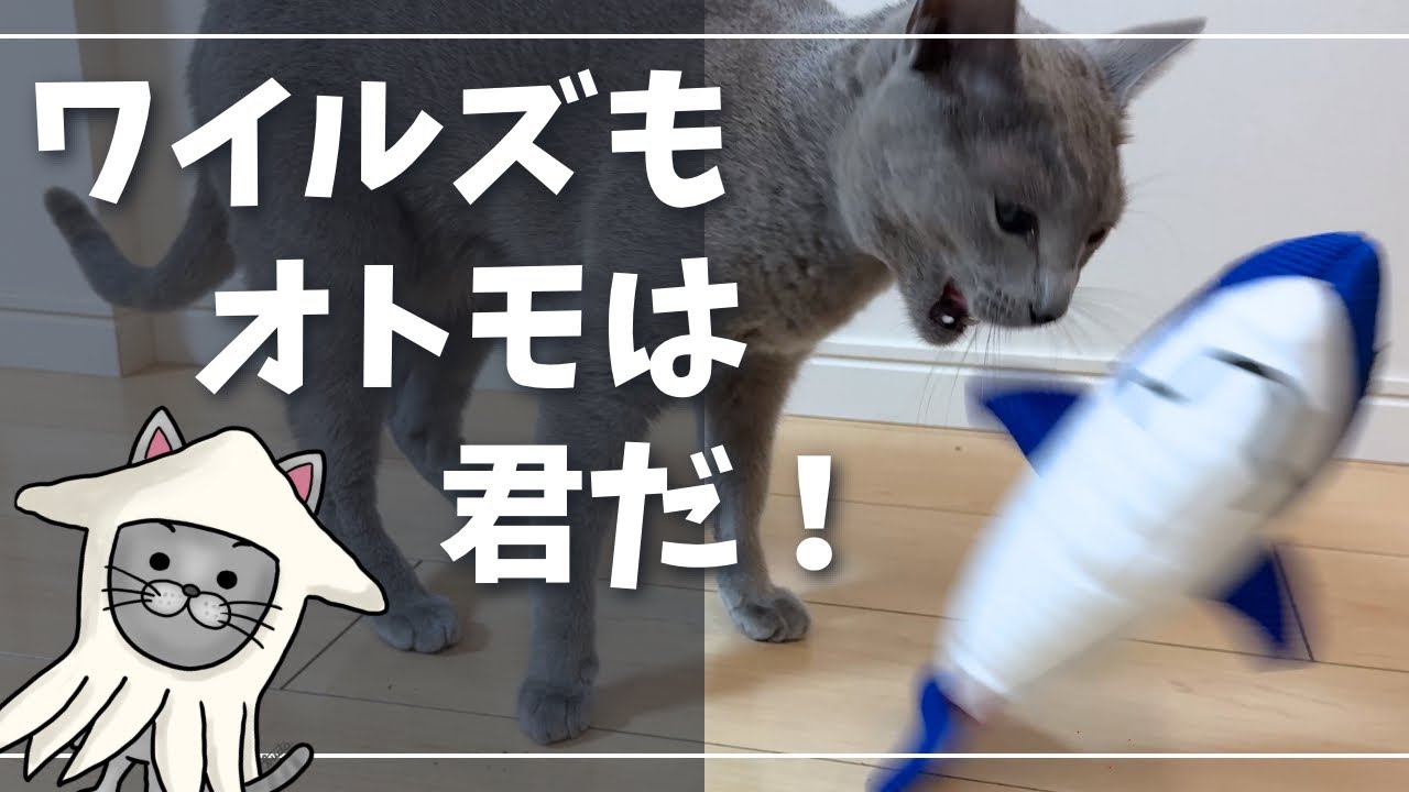 オトモアイルーのモデルはこんな猫【ロシアンブルー】モンハンワイルズ
