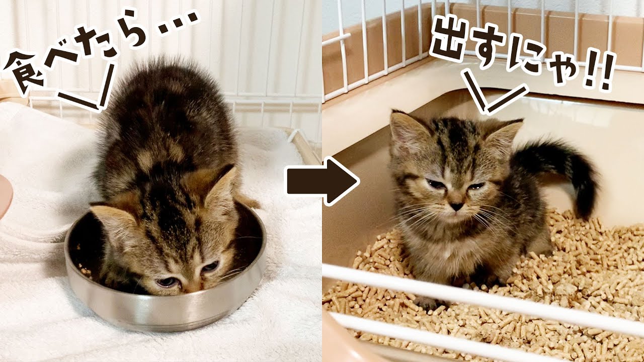 食べたら出す！思い返すともかはお迎え初日から模範猫でした！ #538【生後1年と239日目 スコティッシュフォールド】