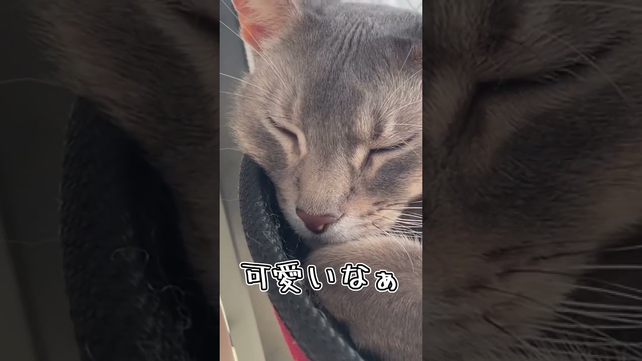 アビシニアンとは その41 #shorts #猫 #アビシニアン