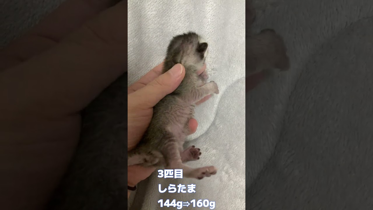 子ネコ5匹の体重測定！6日目 #shorts #ねこがいる生活 #ねこずき #親子猫