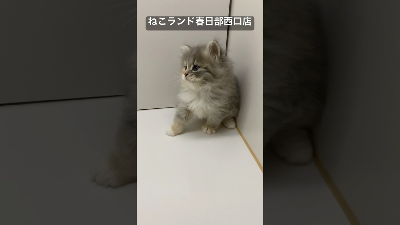 【子猫販売】#サイベリアン #ネコ #ブリーダー #ねこランド #春日部