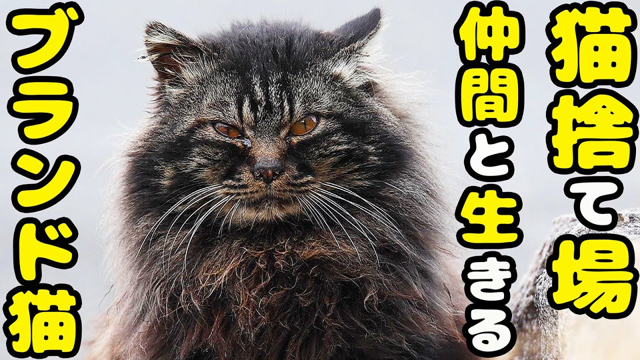 猫捨て場のブランド猫とお友達のさくらねこにご飯をあげると・・・