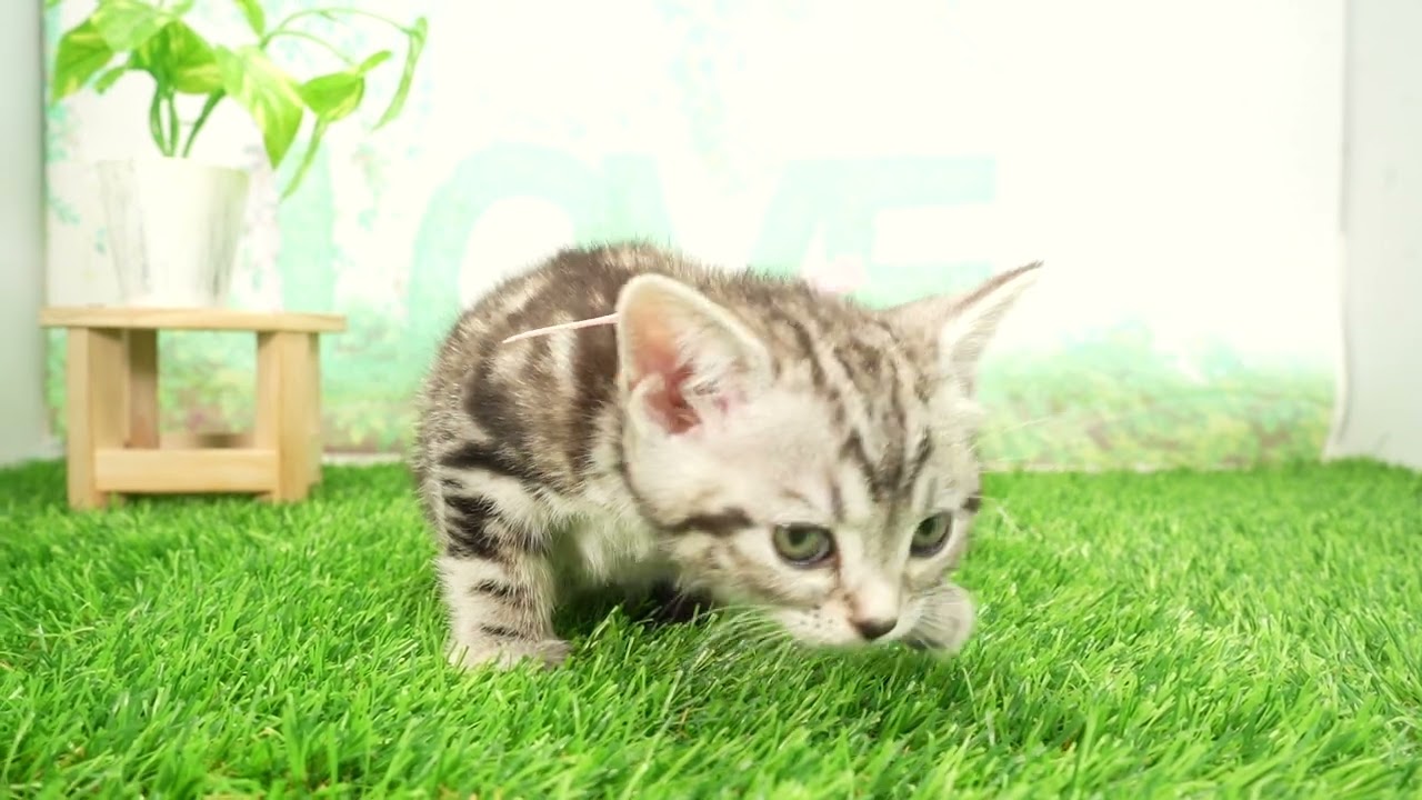 Coo&RIKU　No00694945 アメリカンショートヘアー