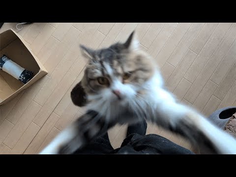 かまってちゃんの猫を無視し続けたらこうなりました…