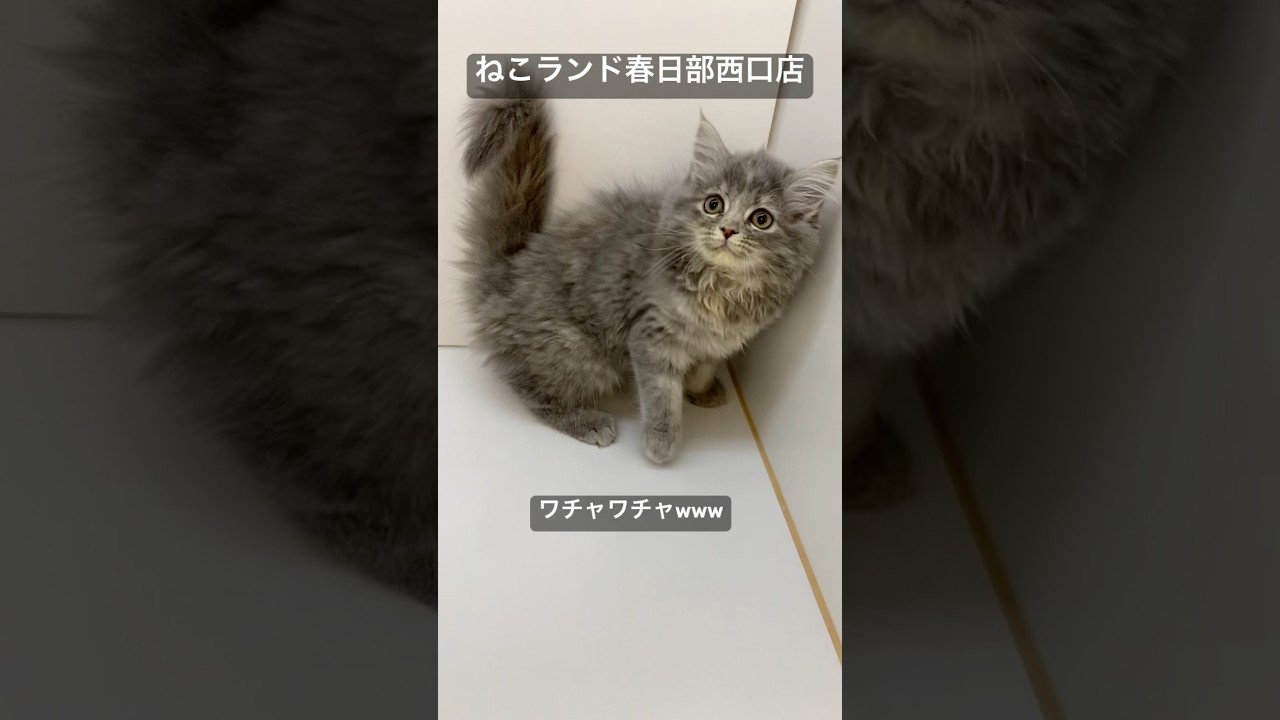 【子猫販売】#サイベリアン #子猫 #ブリーダー #ねこランド #春日部
