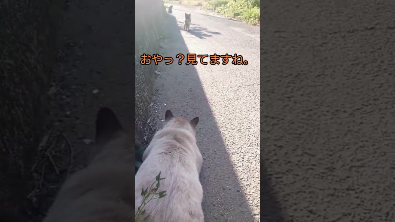 シャム猫っぽいを見守ってたけど バレて逃げられる。 (I was watching over the Siamese cat, but I got caught and escaped.)