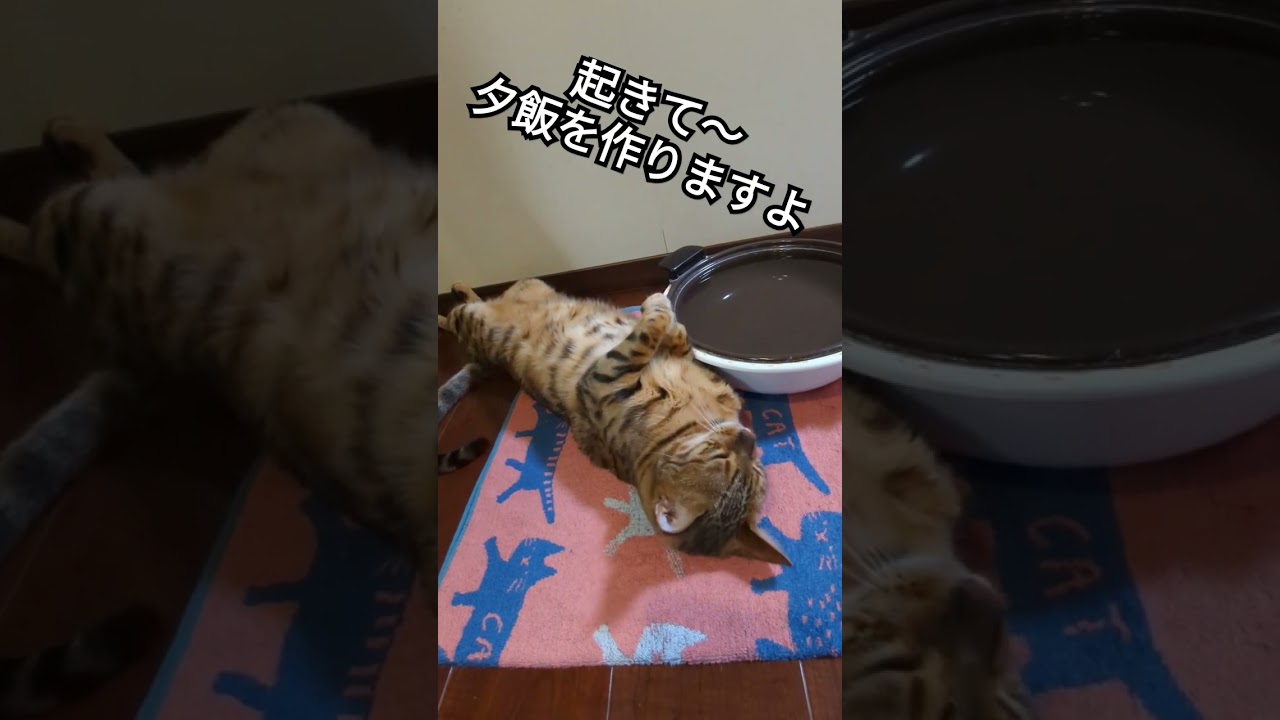 寝起きにごはん下さい #cat #猫 #ねこ #猫のいる暮らし #ベンガル #kitten