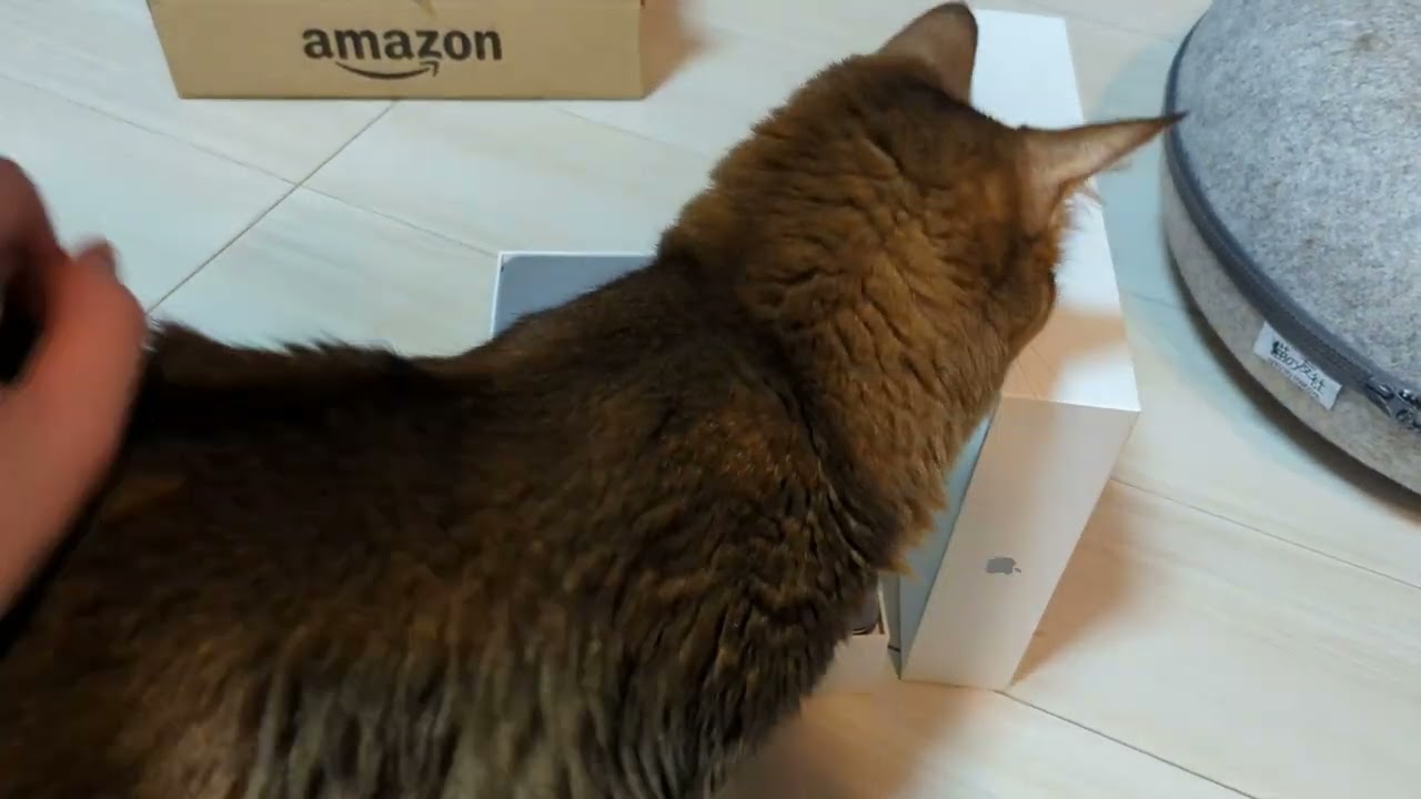 【1055日目】カレンさんによるiPad Airチェック #ソマリ #cat