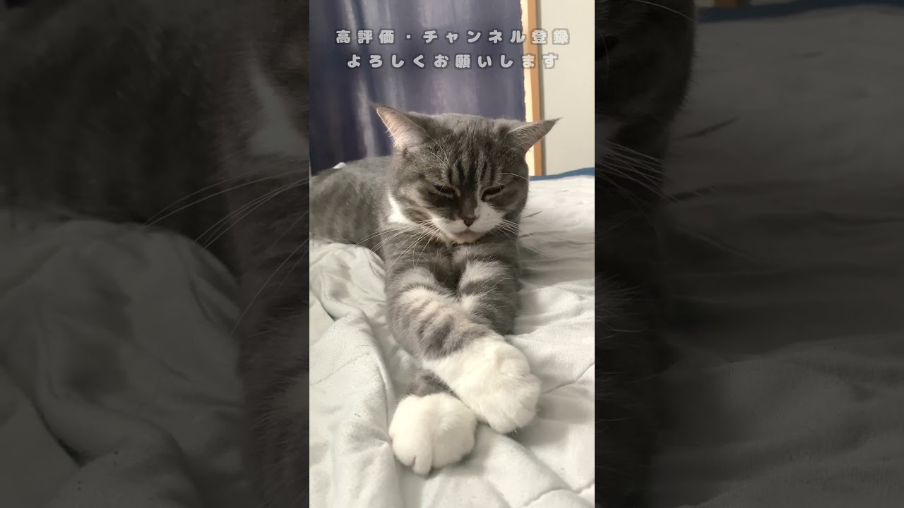 【猫】足長マンチカンの寝るポーズが可愛すぎたから見てほしい#shorts  #cat