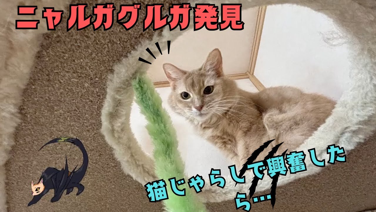 たまにハッスルして遊ぶ猫　#猫#ソマリ