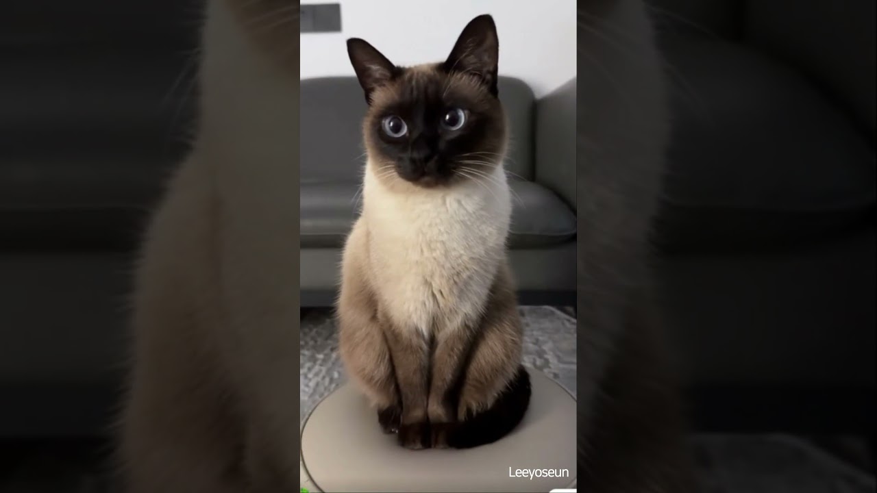 Adorable Cat’s Big Yawn!