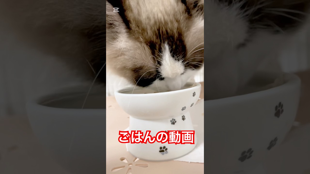 ごはんくださーい！#猫 #ラグドール #猫のいる暮らし