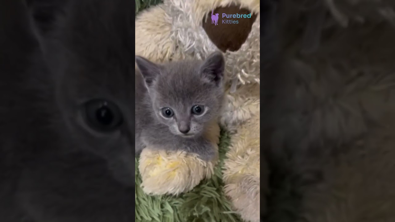 Adopt Cai: Adorable Blue Russian Blue Kitten 🐾 Gentle, Playful & Full of Curiosity! 💚 #RussianBlue
