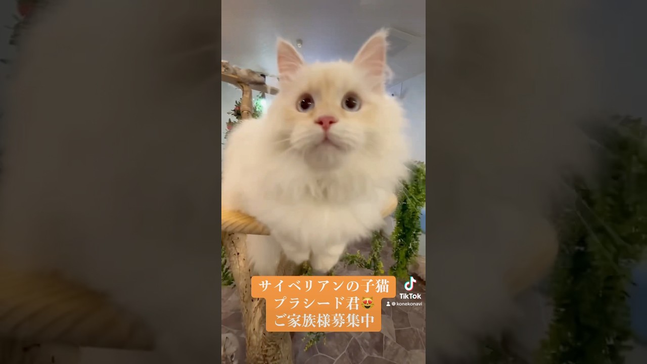 抱っこができる　#サイベリアン の　#ねこ 😻プラシード君🤴かなり珍しいカラー🩷チャームポイントはピンク色3点セットのピンク肉球&お耳&お鼻🩷ご家族様募集中　#ペットショップ