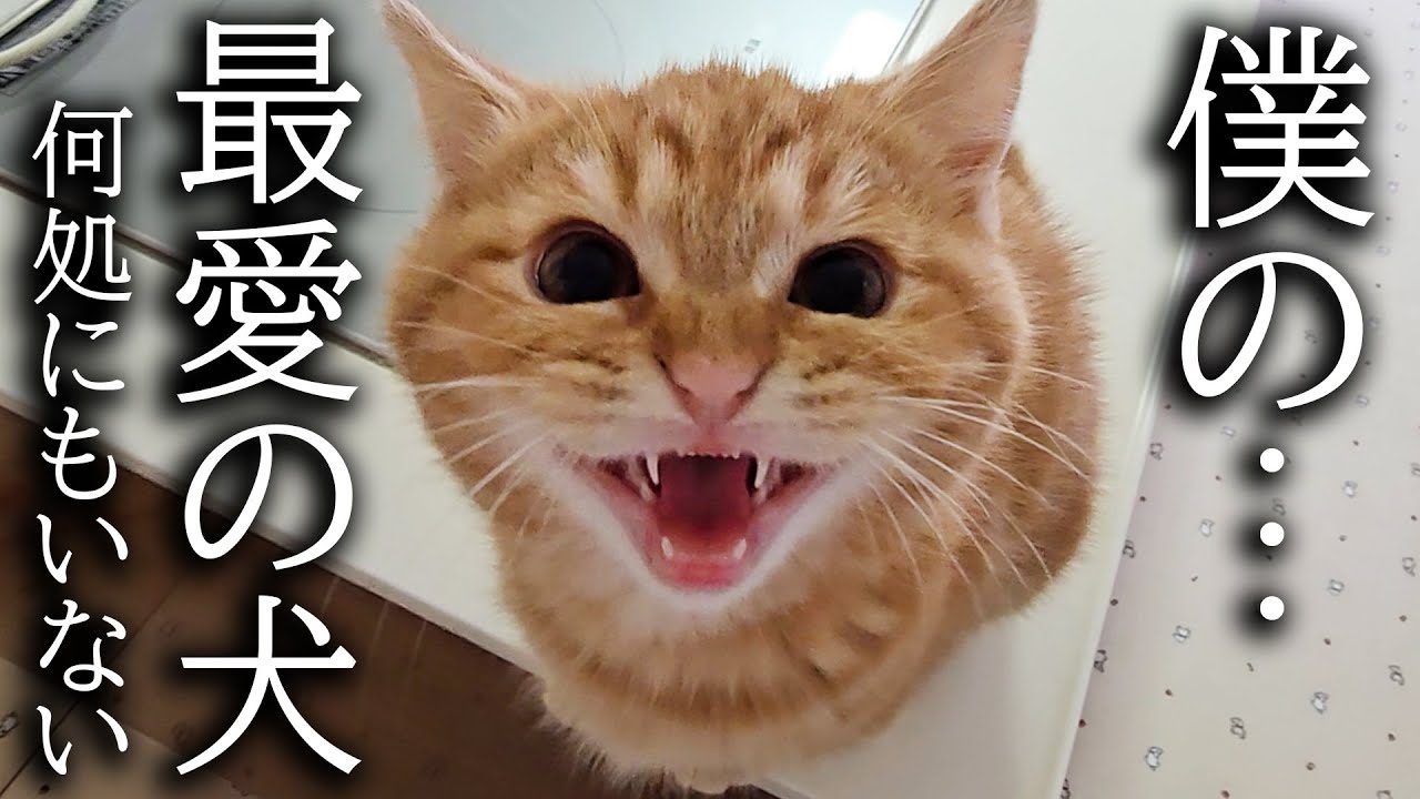 犬を預けたら寂しくて子猫が大泣きして家中探し回ってます...