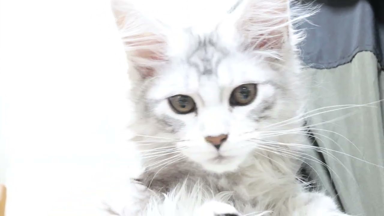 シルバーのメインクーン子猫マヒナちゃんお渡し