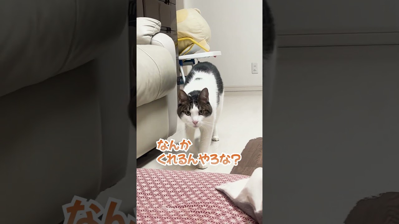【おしゃべり猫】猫がイライラしてる日 #shorts #cat #猫 #猫vlog #黒猫の日常