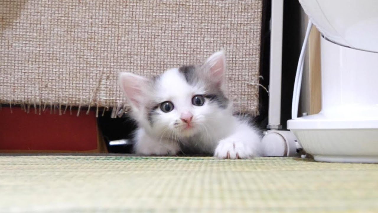 初めましての小さな子猫よりも、とりあえずはご飯ご飯の豆大福トリオ【赤ちゃん猫　保護猫】