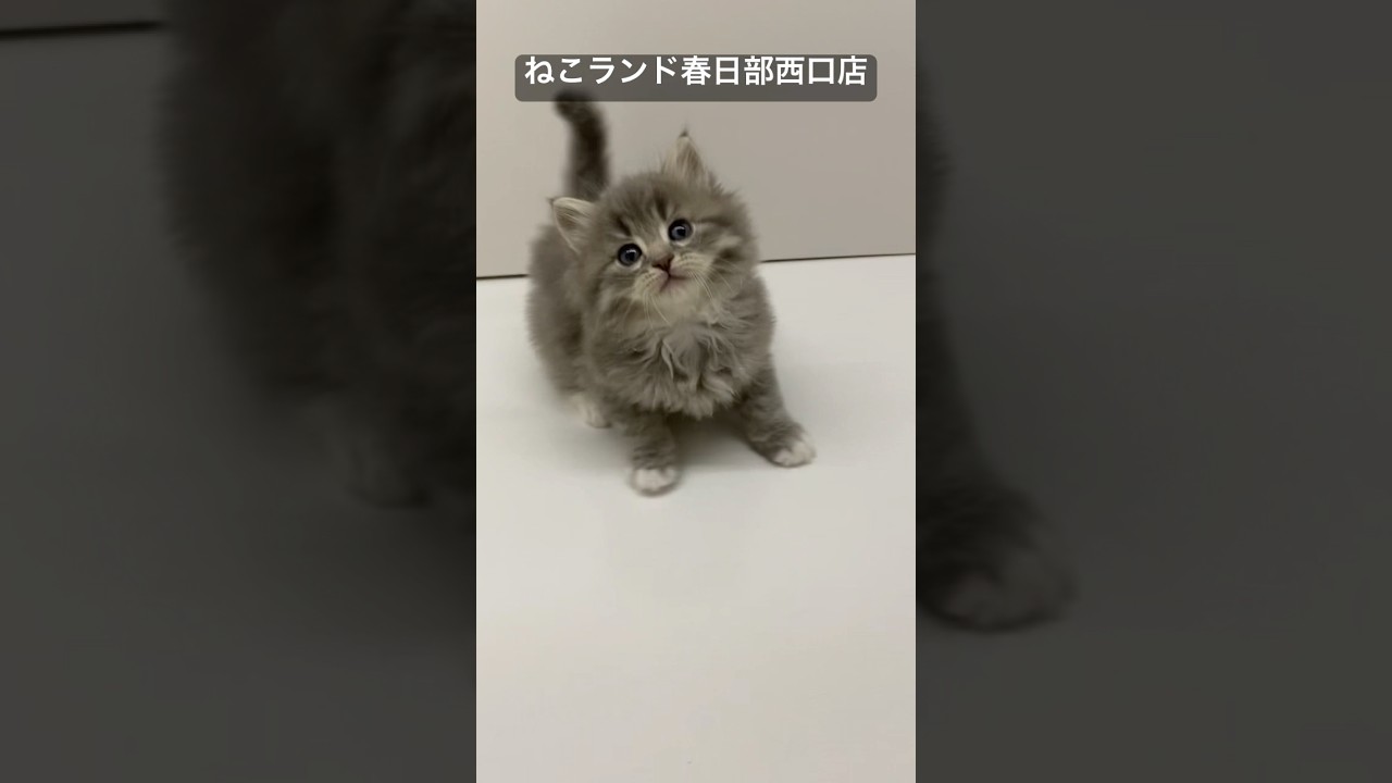 【子猫販売】#サイベリアン #cat #ブリーダー #ねこランド #春日部