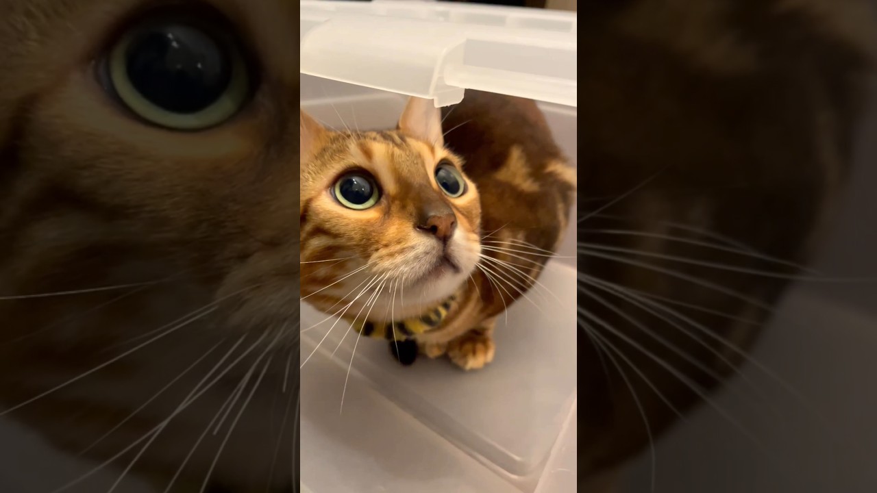 ん？？かわいい猫の角度🌟保護猫ベンガルのうりくんの日常です。 #cat #ベンガル #猫のいる暮らし #保護猫 #youtube