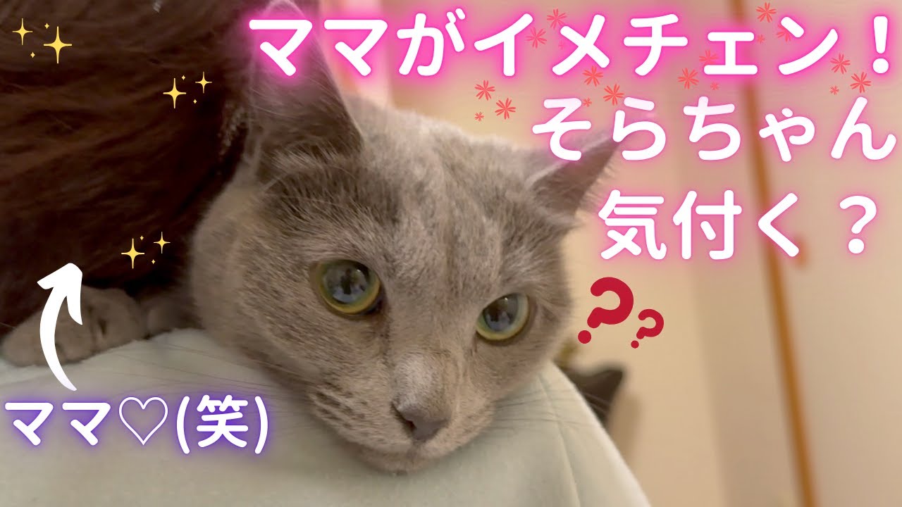 【猫ロシアンブルー】そらちゃんは気付くのか⁉️ママのイメチェン❤️