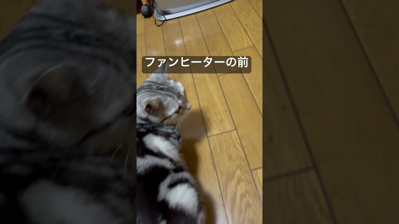 寒いにゃ。風邪ひいちゃうにゃ。#アメショ#アメリカンショートヘア#猫の日常#猫のいる暮らし#猫のいる生活#cat#cats