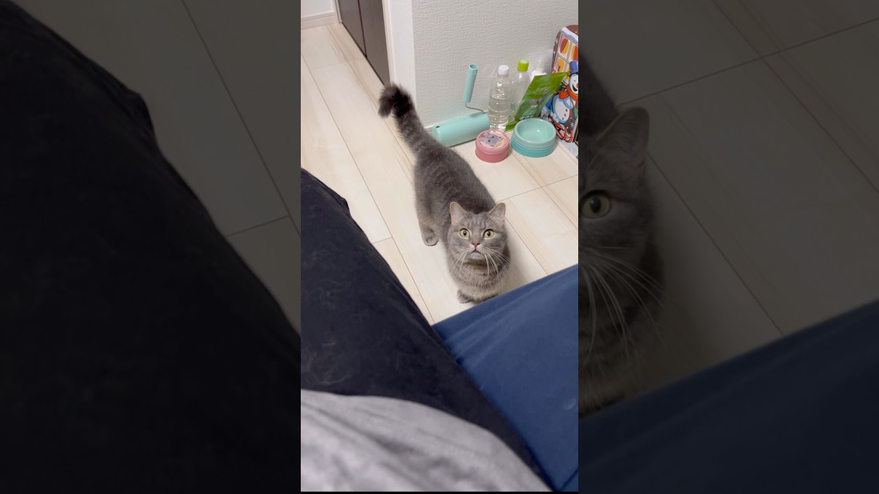 猫のいる暮らし #shorts #猫 #マンチカン