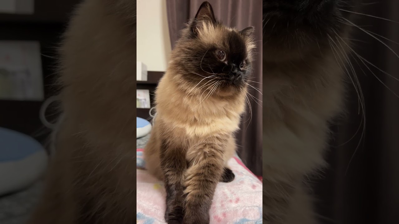 真剣に赤ちゃんふみふみするげんたくん#shorts #猫 #ヒマラヤン