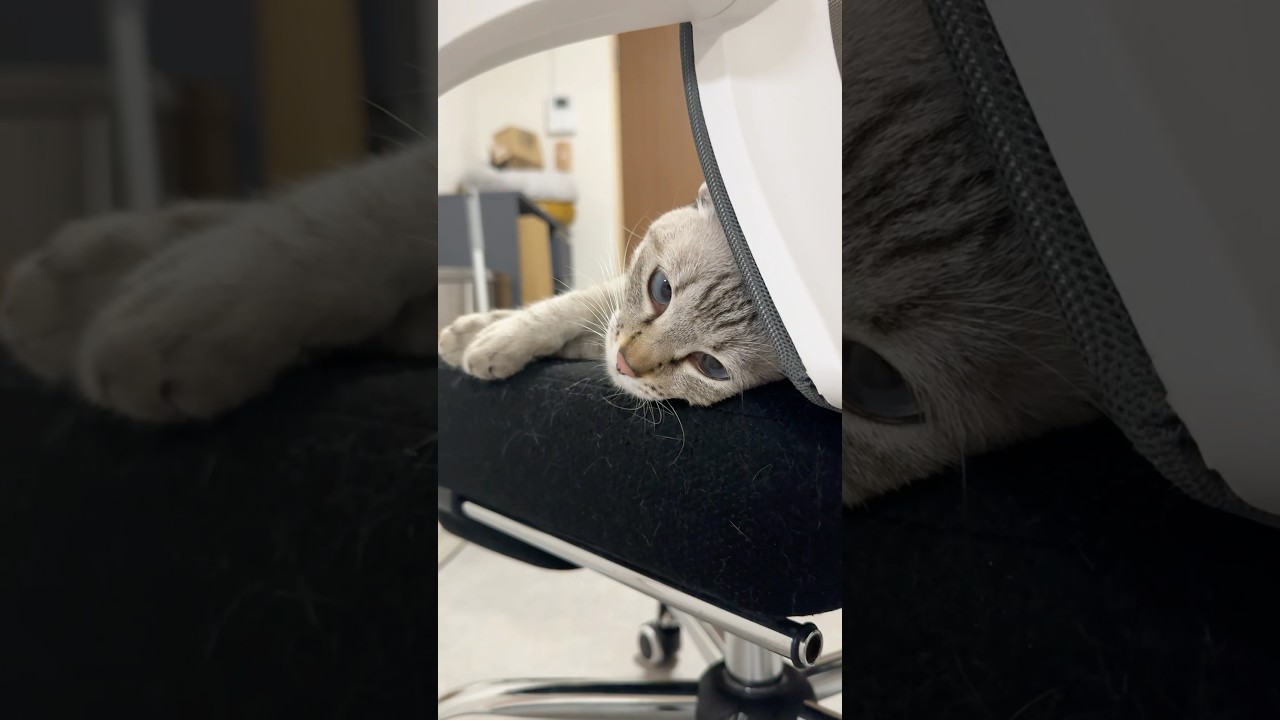 ん？あざとくないですか？あなた　#シャムトラ #元保護猫 #シャムミックス  #cat #猫耳 #kitten  #猫耳 #siamesemix