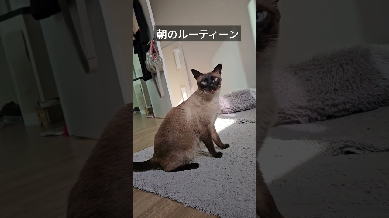 シャム猫の朝のルーティーンがこちら。 #シャム猫ひおろ #cat