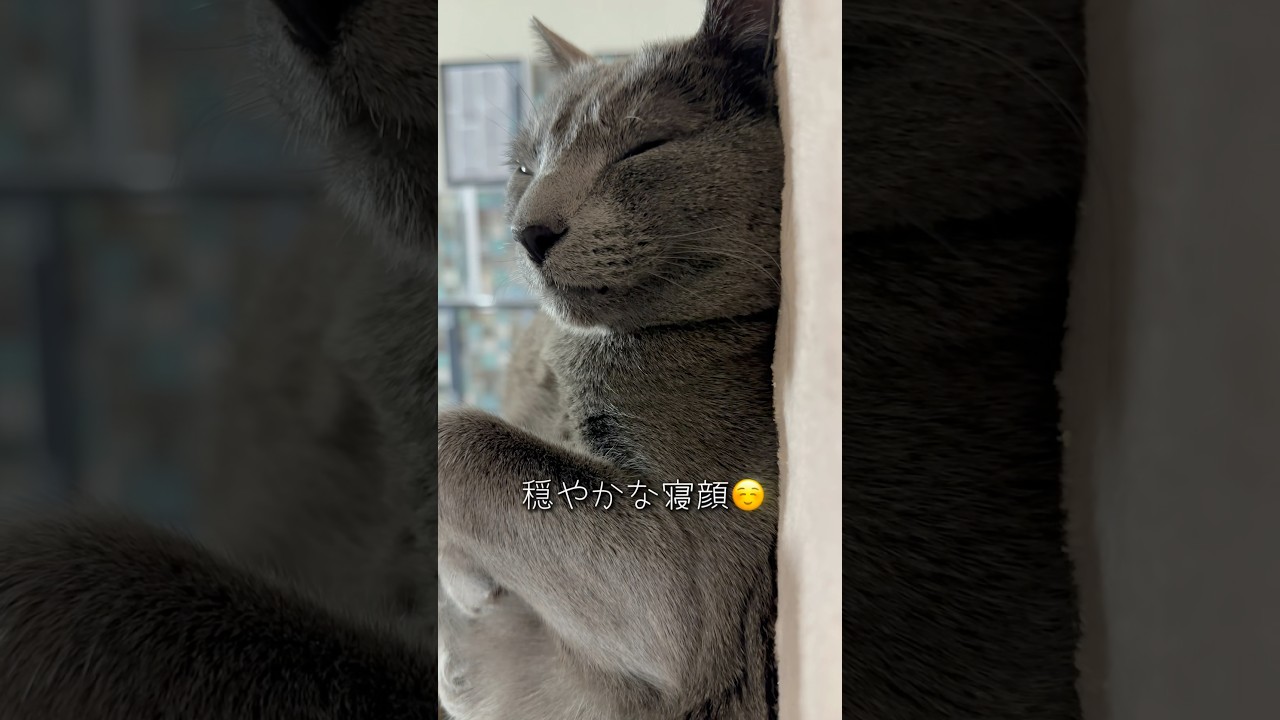 【ロシアンブルー】めろんいつも通りのヘソ天ゴロン🤭【猫】#shorts