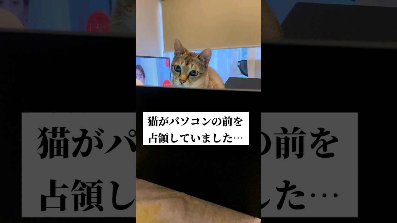 【猫動画】この後パソコンに悲劇が… #猫 #シンガプーラ #shorts