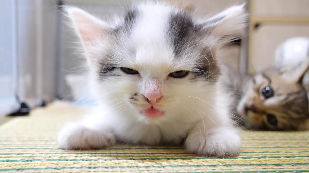 寝ていた子猫のしっぽをカプリ。新入生はいたずら子猫？【赤ちゃん猫　保護猫】
