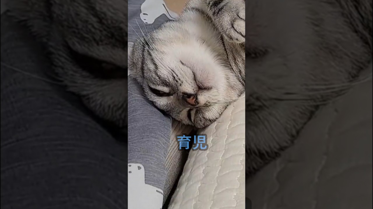 ｢アメショ の男の子 キリアンの日常 1歳児の育児｣#shorts  アメリカンショートヘアー #ねこ #cat  #猫 #猫のいる暮らし