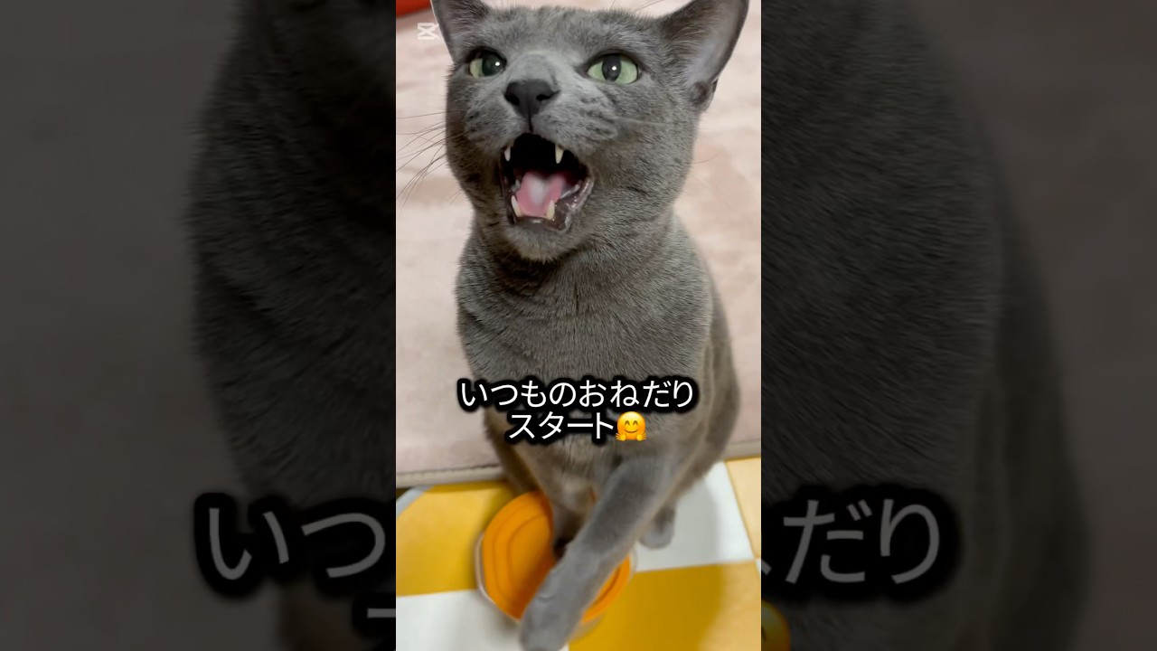 【ロシアンブルー】今朝もめろんはおねだりいっぱい🤗元気です🥰【猫】#shorts