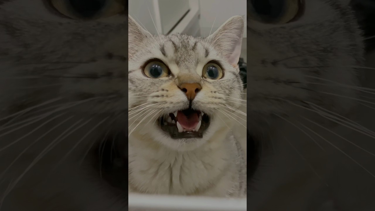 お留守番マンチカンの反応が可愛すぎる!! #shorts #猫 #cat