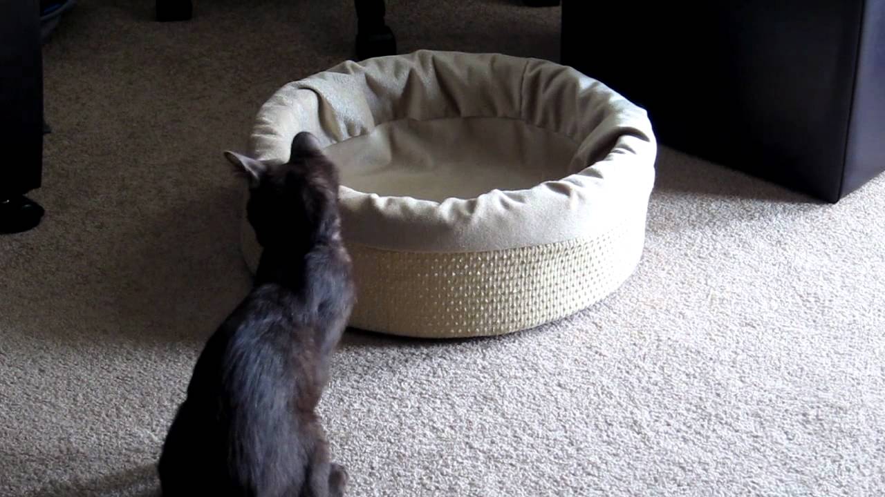 Jake: Havana Brown Kitten Ready to Pounce