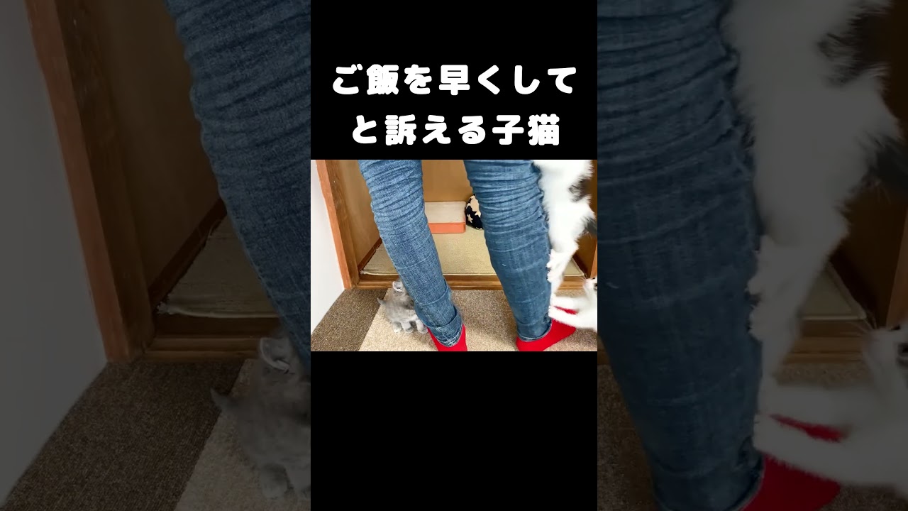 ご飯の催促がすごい #保護子猫 #子猫