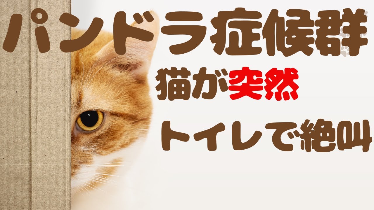 パンドラ症候群とは？猫が突然トイレで絶叫…今すぐ確認すべきこと