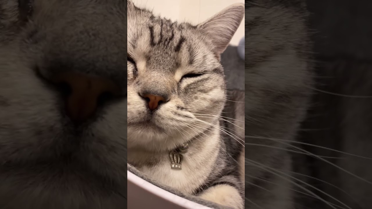 ちかっ！#アメショ#アメリカンショートヘア#可愛い猫動画